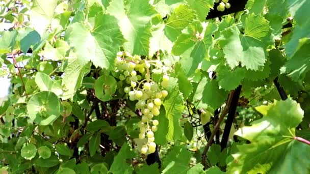Szczotki Zielone Winogrona Gałęziach — Wideo stockowe