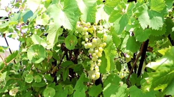 Cepillo Uvas Verdes Las Ramas — Vídeos de Stock