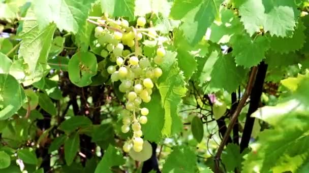 Cepillo Uvas Verdes Las Ramas — Vídeos de Stock