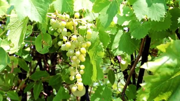 Szczotki Zielone Winogrona Gałęziach — Wideo stockowe