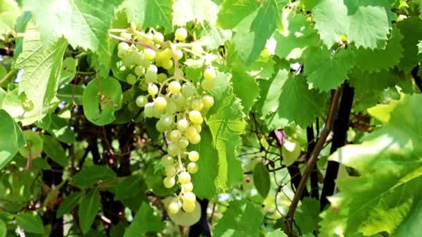 Pinceau Raisins Verts Sur Les Branches — Video