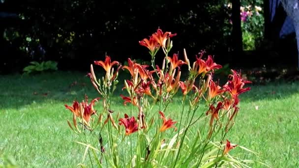 Mooie Rode Bloemen Van Tuin Lelie Park Tuin — Stockvideo