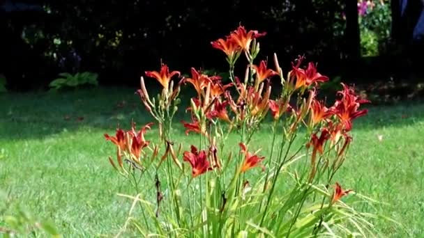 Encantadoras Flores Vermelhas Lírio Jardim Jardim Parque — Vídeo de Stock