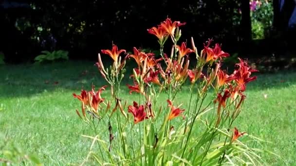 Schöne Rote Blüten Der Gartenlilie Parkgarten — Stockvideo