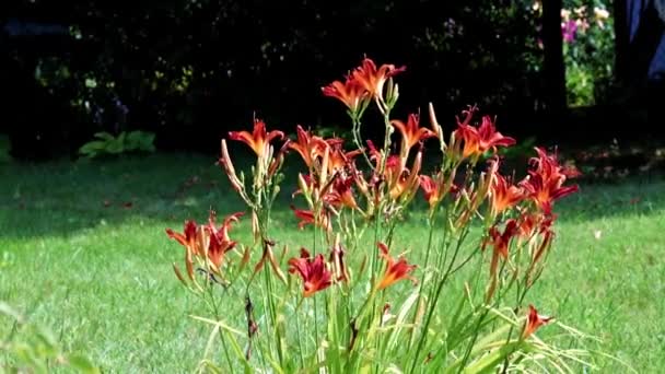 公園の庭で庭のユリの素敵な赤い花 — ストック動画