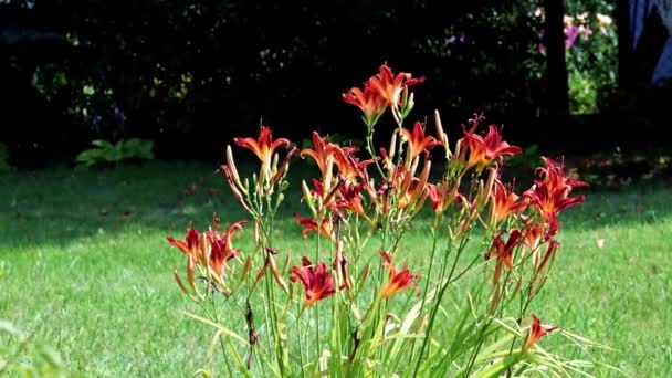 Encantadoras Flores Vermelhas Lírio Jardim Jardim Parque — Vídeo de Stock