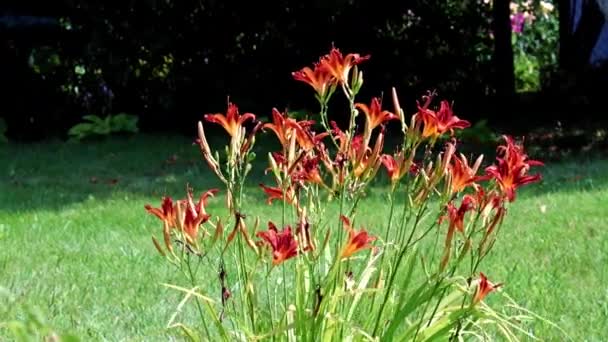 公園の庭で庭のユリの素敵な赤い花 — ストック動画