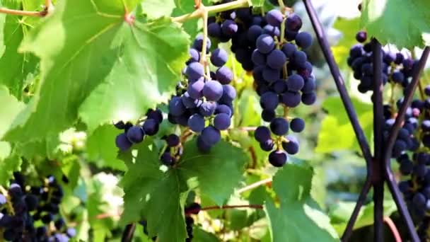 Zielone Liście Pędzle Czarnych Winogron Gałęziach — Wideo stockowe