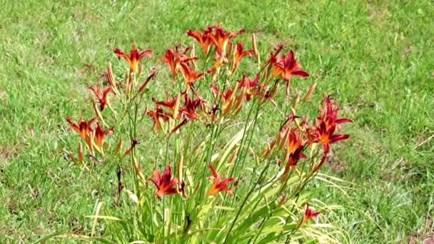 Schöne Rote Blüten Der Gartenlilie Parkgarten — Stockvideo