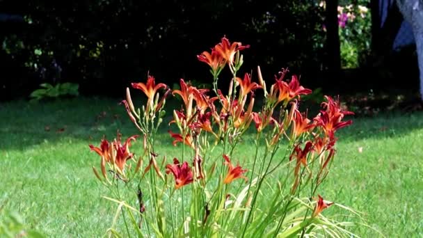 Schöne Rote Blüten Der Gartenlilie Parkgarten — Stockvideo