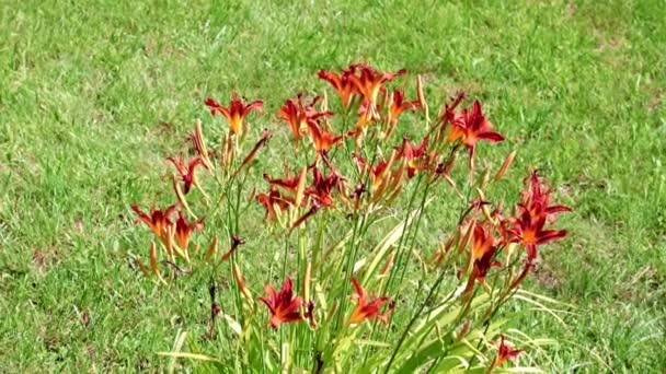 Bunga Merah Indah Bunga Lily Taman Taman — Stok Video