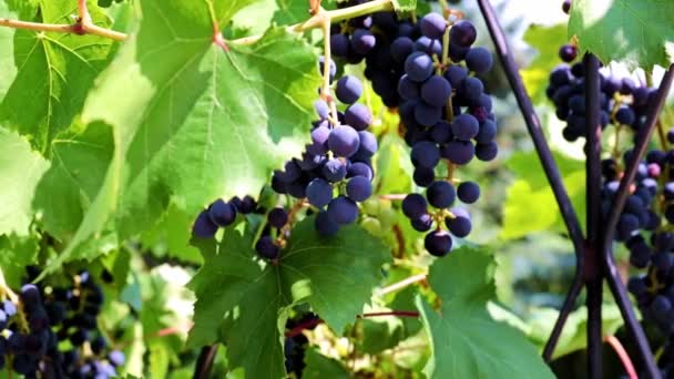 Hojas Verdes Cepillos Uvas Negras Las Ramas — Vídeo de stock