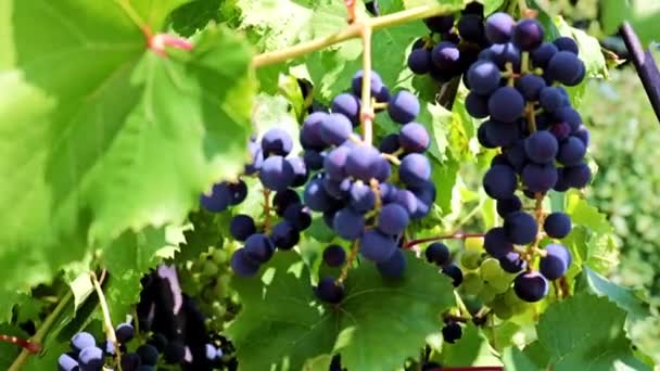 Zielone Liście Pędzle Czarnych Winogron Gałęziach — Wideo stockowe
