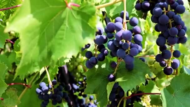 Groene Bladeren Borstels Van Zwarte Druiven Takken — Stockvideo