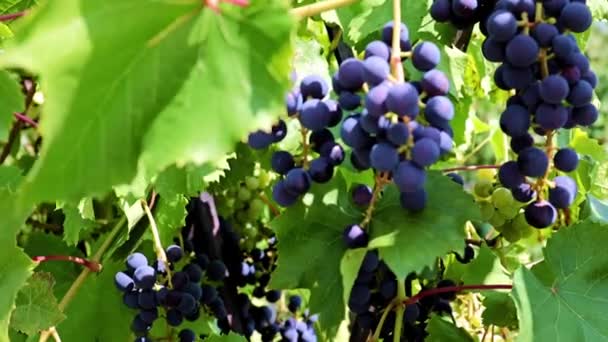 Hojas Verdes Cepillos Uvas Negras Las Ramas — Vídeos de Stock