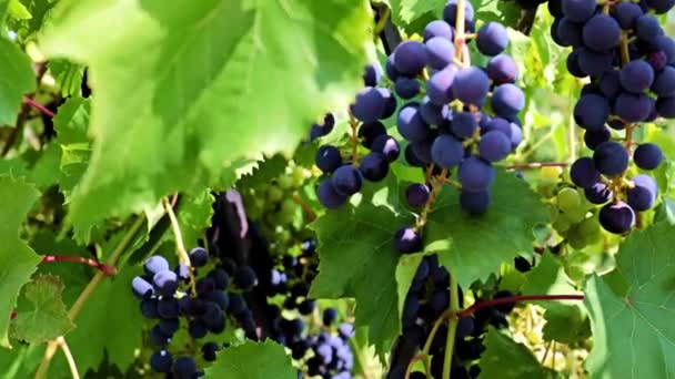 Groene Bladeren Borstels Van Zwarte Druiven Takken — Stockvideo