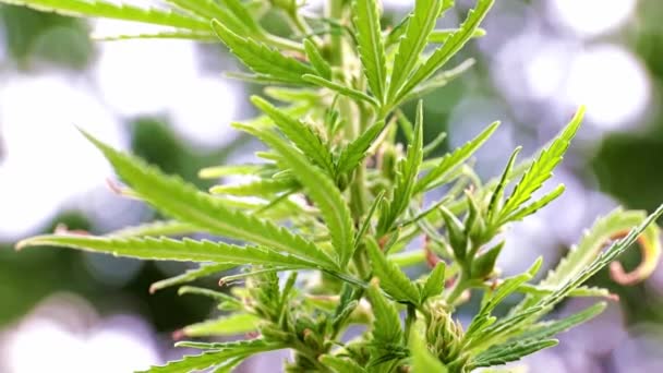 大麻草原大麻分支上的成熟锥体 — 图库视频影像