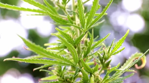 大麻の草原大麻の枝に熟したコーン — ストック動画
