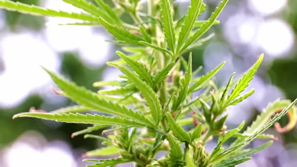 大麻の草原大麻の枝に熟したコーン — ストック動画