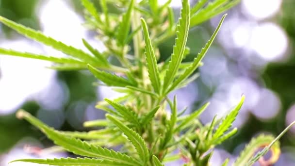 Reife Zapfen Auf Einem Zweig Hanfsteppe Cannabis — Stockvideo