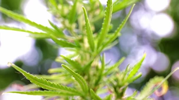 Reife Zapfen Auf Einem Zweig Hanfsteppe Cannabis — Stockvideo