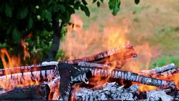 在森林坎帕尼亚闪烁着明亮的火焰 — 图库视频影像