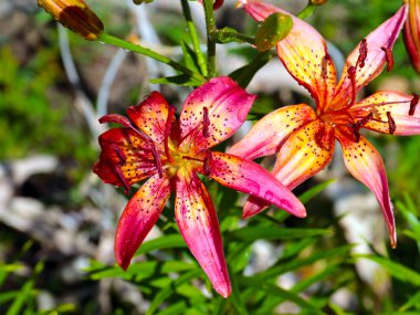 parkın bir dekorasyon olarak güzel bahçe çiçek zambak