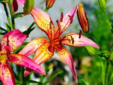 parkın bir dekorasyon olarak güzel bahçe çiçek zambak