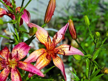 parkın bir dekorasyon olarak güzel bahçe çiçek zambak