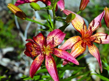 parkın bir dekorasyon olarak güzel bahçe çiçek zambak