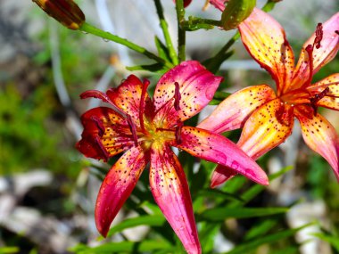 parkın bir dekorasyon olarak güzel bahçe çiçek zambak