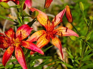 parkın bir dekorasyon olarak güzel bahçe çiçek zambak