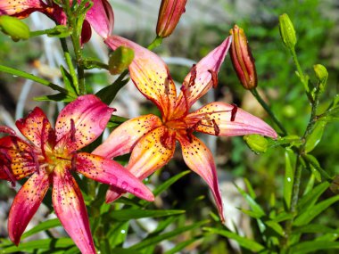 parkın bir dekorasyon olarak güzel bahçe çiçek zambak
