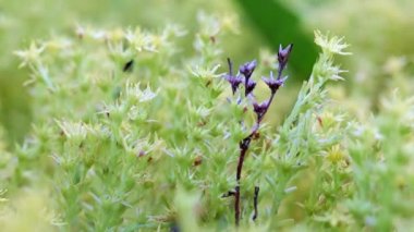 taze filiz bitkilerin kuru sürgünler