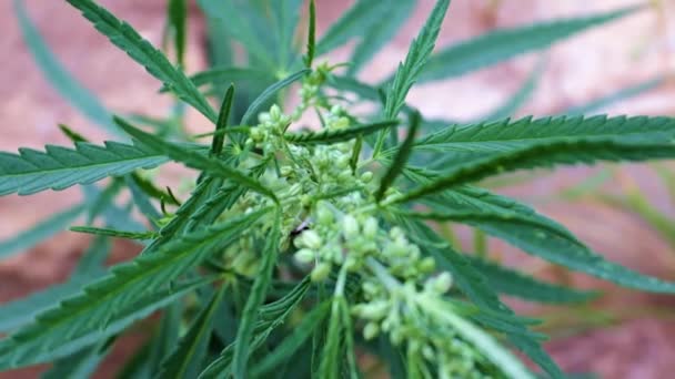 Brotes Cáñamo Fresco Como Una Planta Medicinal Cannabis — Vídeos de Stock