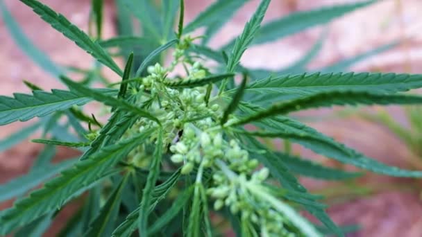 Fresh Hemp Shoots Medicinal Plant Cannabis — Stock Video
