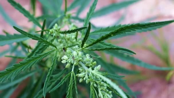 Frische Hanfsprossen Als Heilpflanze Cannabis — Stockvideo