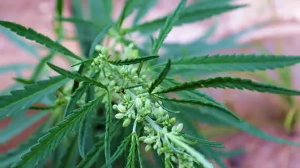 Färska Hampa Skott Som Medicinalväxt Cannabis — Stockvideo