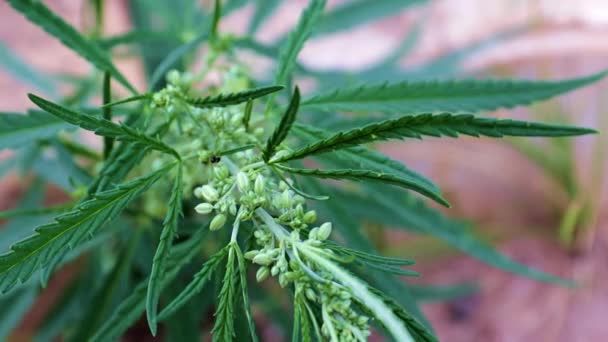 Germogli Canapa Freschi Come Pianta Medicinale Cannabis — Video Stock