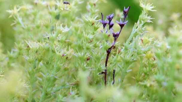 Trockene Triebe Von Pflanzen Frischen Sprossen — Stockvideo