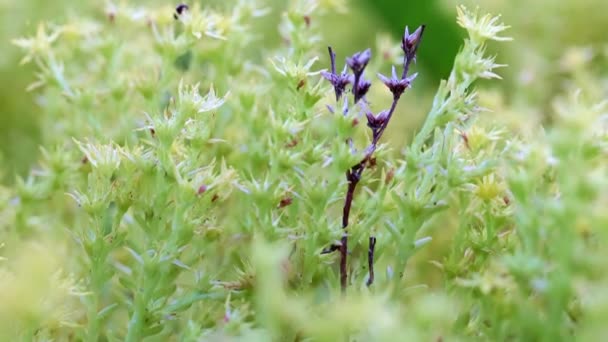 Brotes Secos Plantas Brotes Frescos — Vídeo de stock