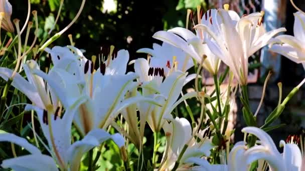 Bahçe Dekoratif Bir Dekorasyon Olarak Güzel Beyaz Zambak Tomurcukları — Stok video