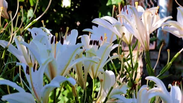 Lindos Botões Lírio Branco Como Uma Decoração Decorativa Jardim — Vídeo de Stock