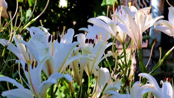 Lindos Botões Lírio Branco Como Uma Decoração Decorativa Jardim — Vídeo de Stock