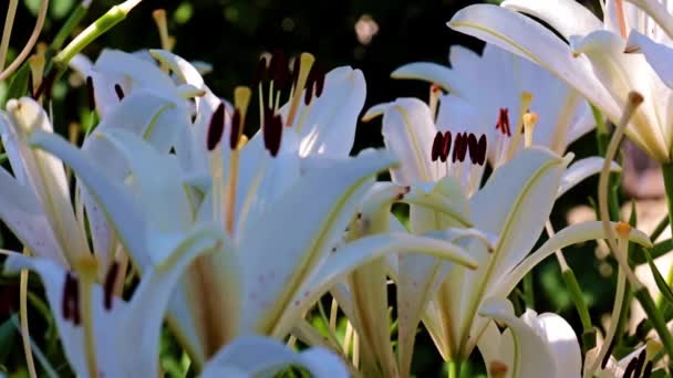 Belle Cime Giglio Bianco Come Decorazione Decorativa Del Giardino — Video Stock