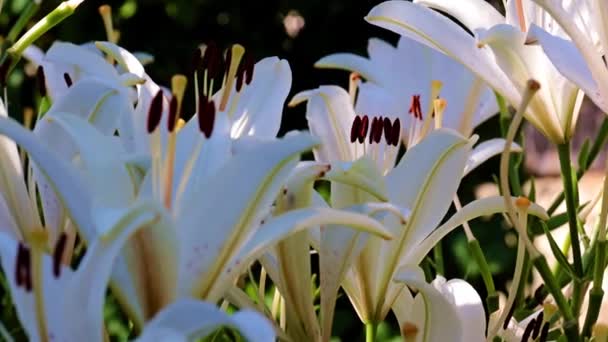 Lindos Botões Lírio Branco Como Uma Decoração Decorativa Jardim — Vídeo de Stock