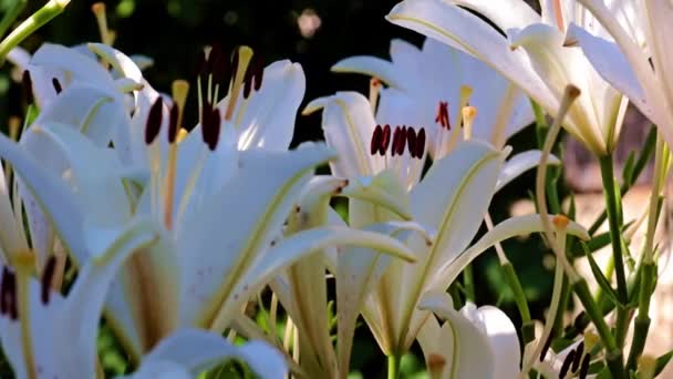 Schöne Weiße Lilienknospen Als Dekorative Dekoration Des Gartens — Stockvideo