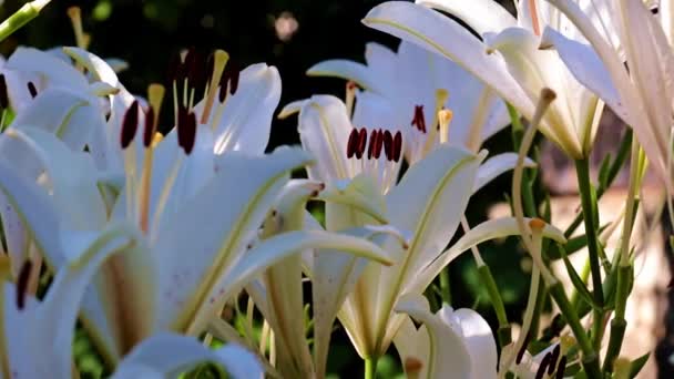 Schöne Weiße Lilienknospen Als Dekorative Dekoration Des Gartens — Stockvideo