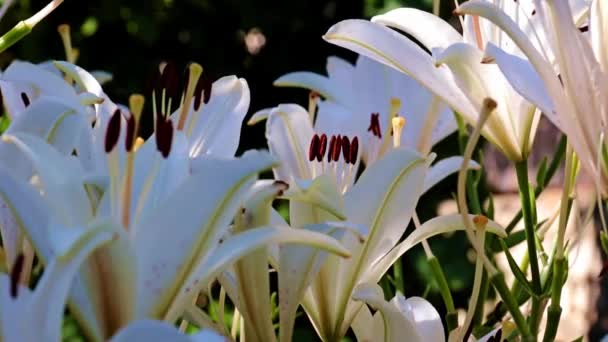 Hermosos Brotes Lirio Blanco Como Decoración Decorativa Del Jardín — Vídeos de Stock