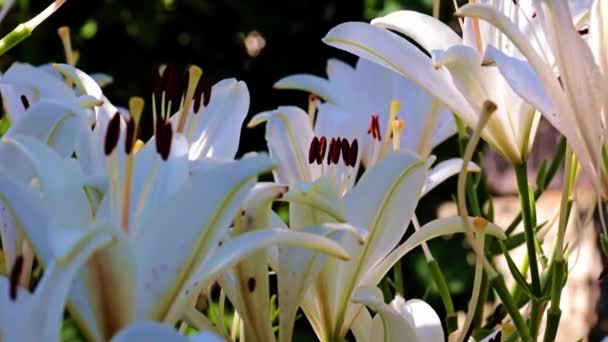 Hermosos Brotes Lirio Blanco Como Decoración Decorativa Del Jardín — Vídeos de Stock